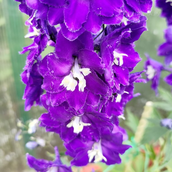 превью изображения отзыва