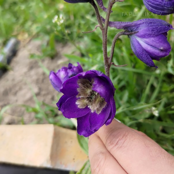 превью изображения отзыва