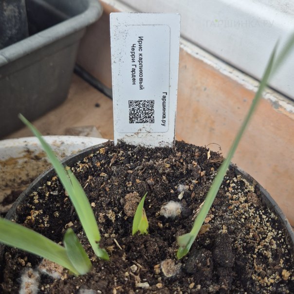 превью изображения отзыва