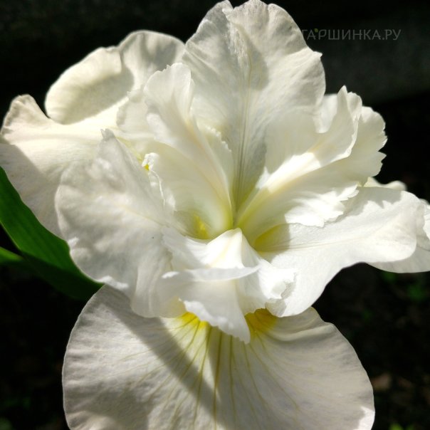 превью изображения отзыва