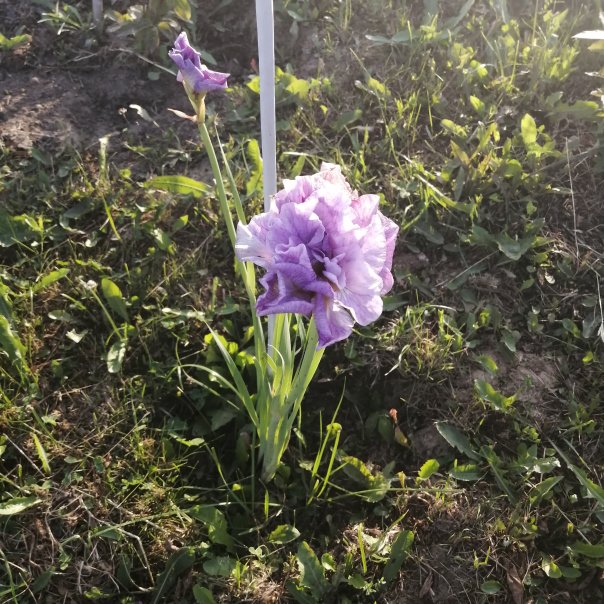 превью изображения отзыва