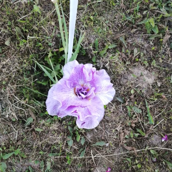 превью изображения отзыва