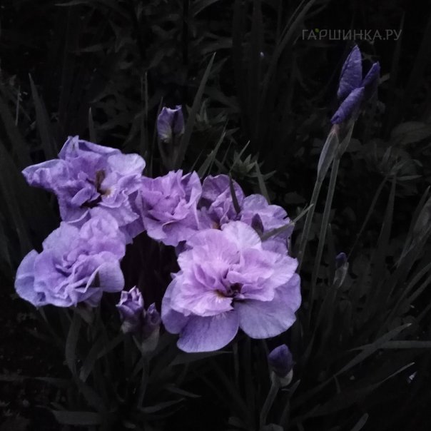 превью изображения отзыва