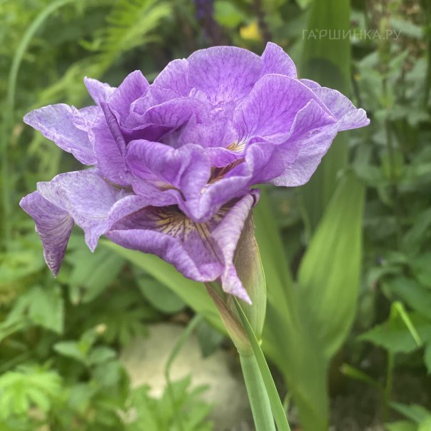 превью изображения отзыва