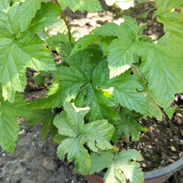 превью изображения отзыва