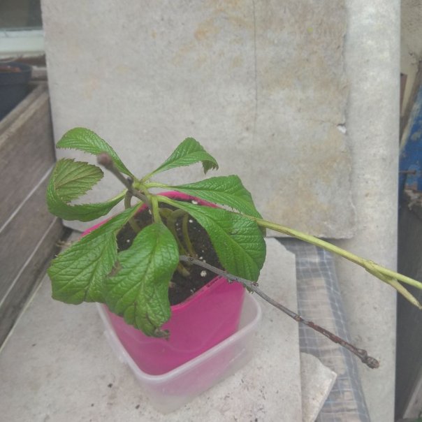 превью изображения отзыва