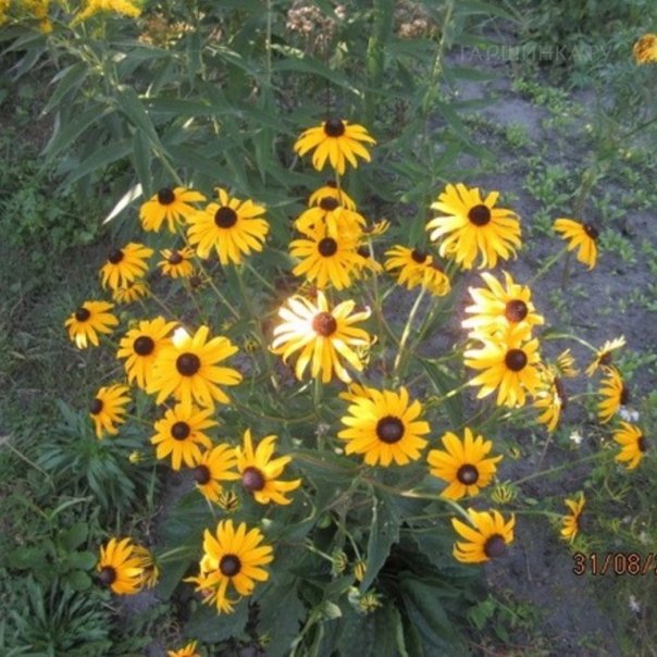 превью изображения отзыва