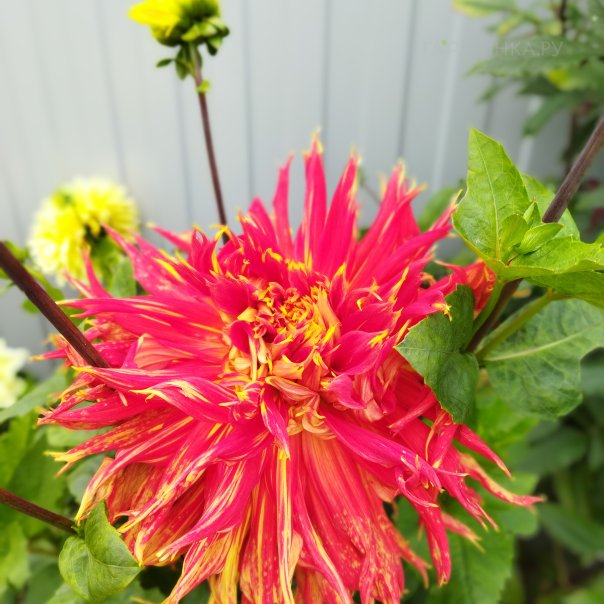 превью изображения отзыва