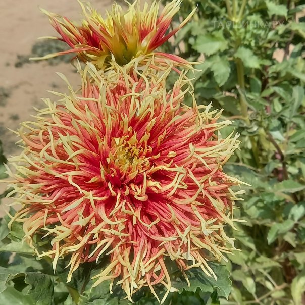 превью изображения отзыва