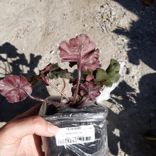 превью изображения отзыва