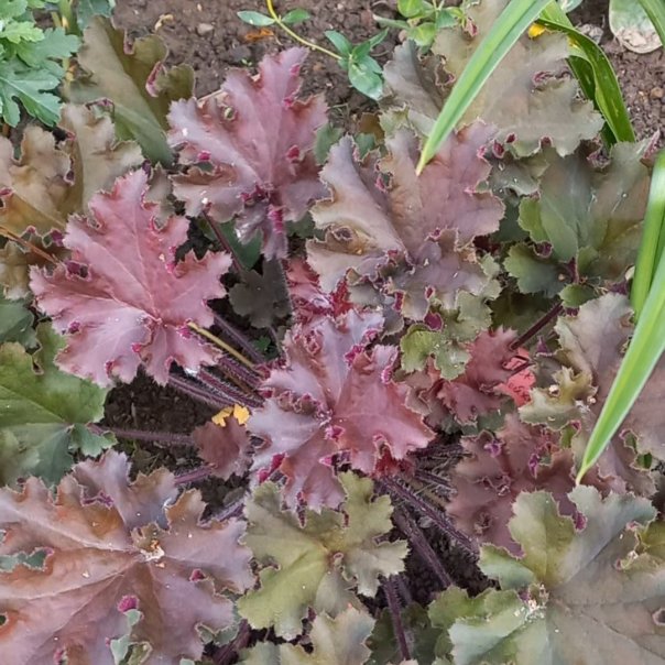 превью изображения отзыва