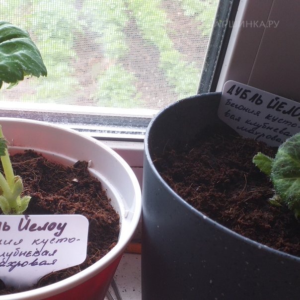 превью изображения отзыва