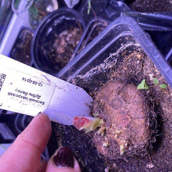 превью изображения отзыва