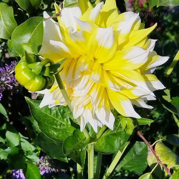 превью изображения отзыва