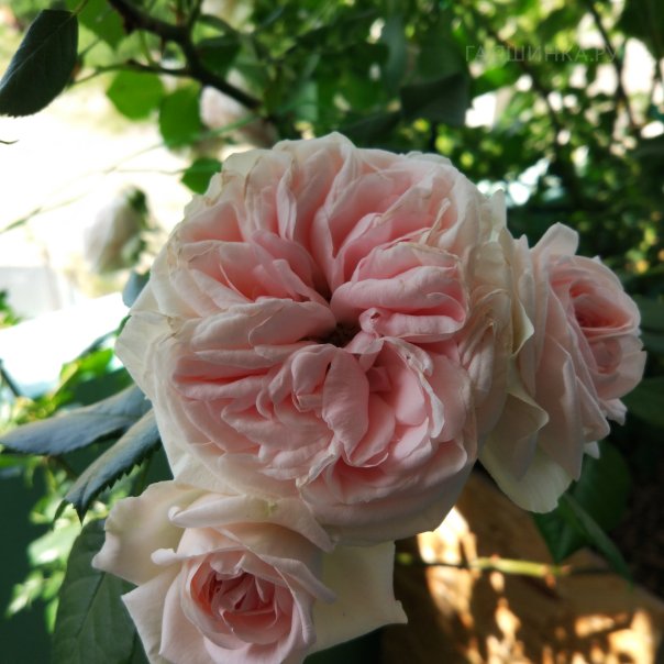 превью изображения отзыва