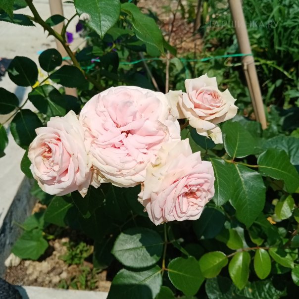 превью изображения отзыва