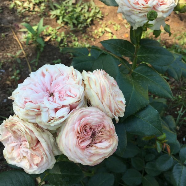 превью изображения отзыва