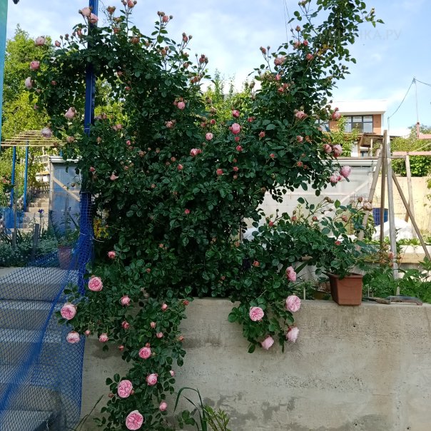 превью изображения отзыва