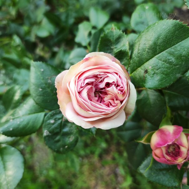 превью изображения отзыва