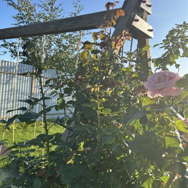 превью изображения отзыва