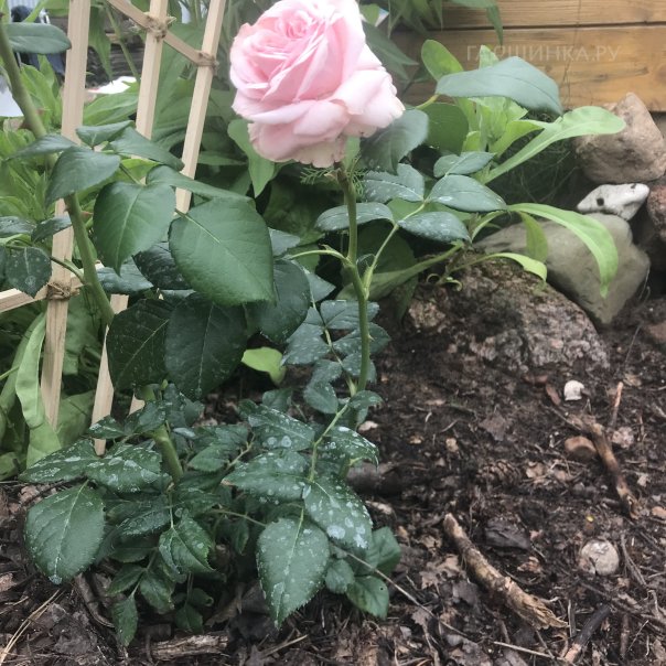 превью изображения отзыва