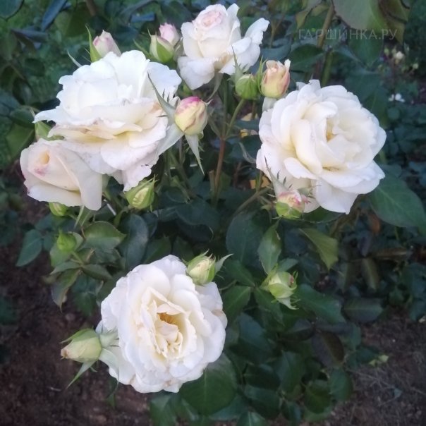 превью изображения отзыва