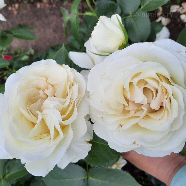 превью изображения отзыва