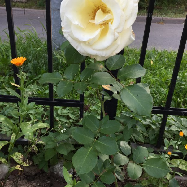 превью изображения отзыва