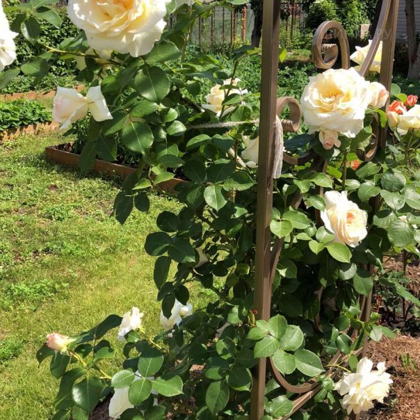 превью изображения отзыва