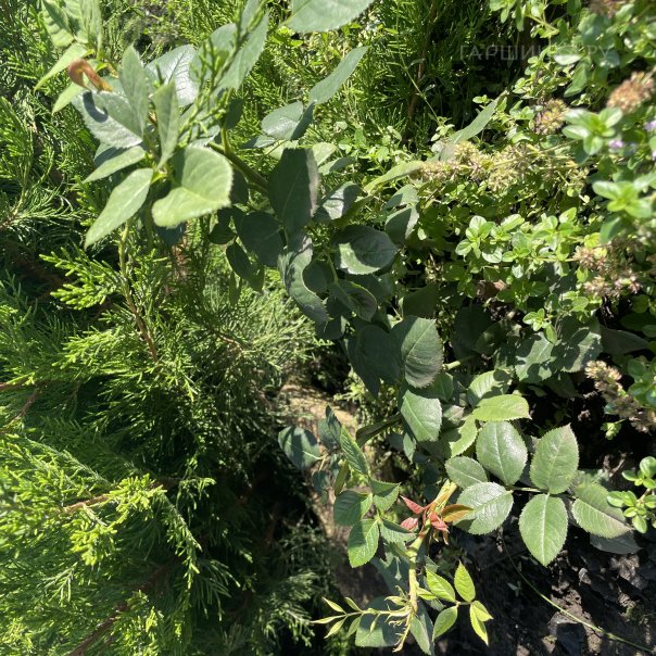 превью изображения отзыва