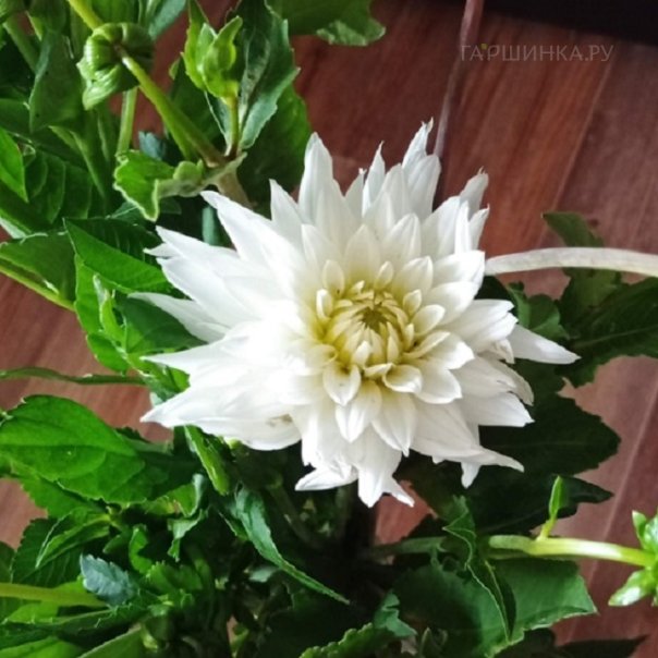 превью изображения отзыва