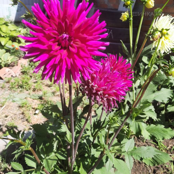 превью изображения отзыва