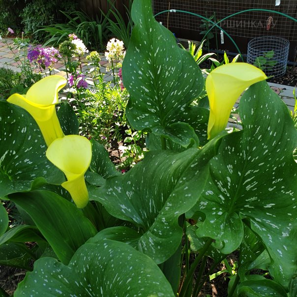 превью изображения отзыва