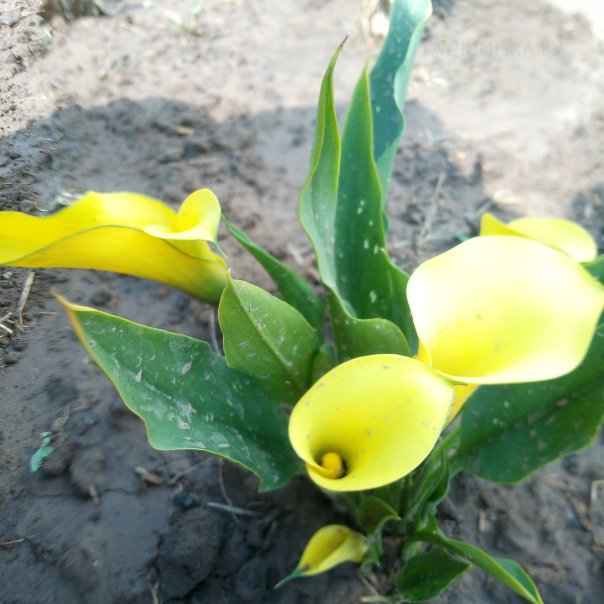 превью изображения отзыва