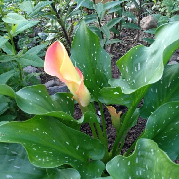 превью изображения отзыва