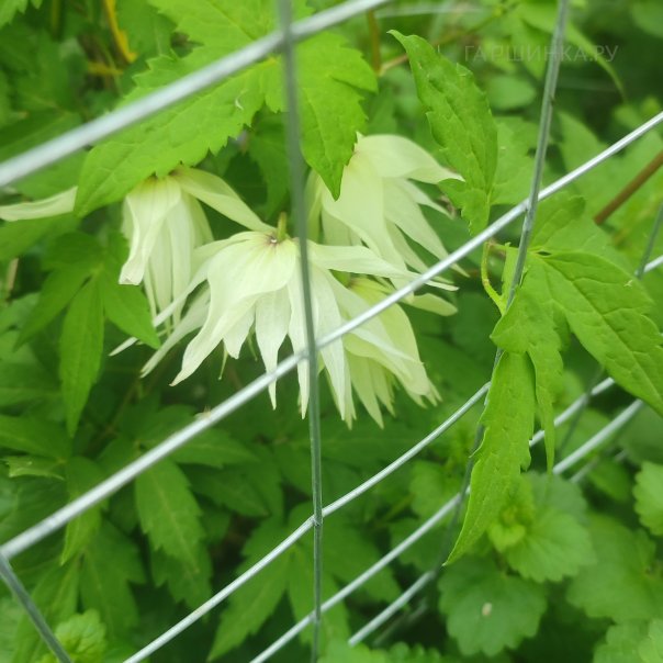 превью изображения отзыва