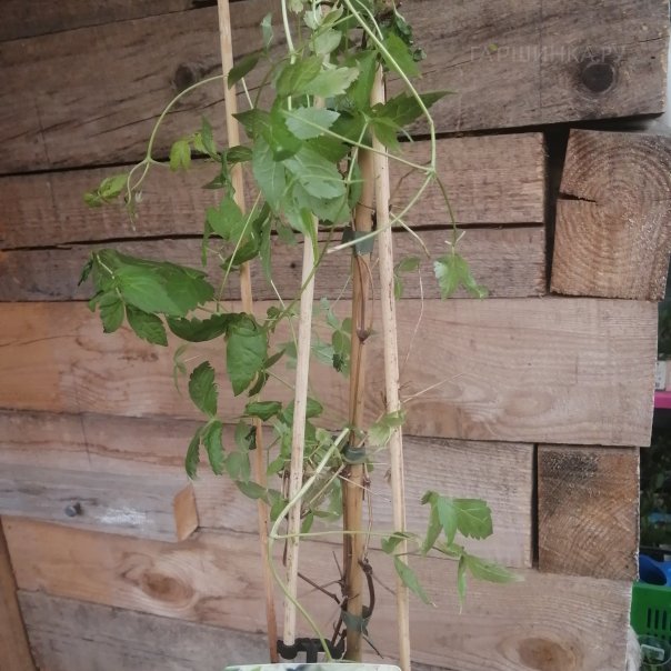 превью изображения отзыва