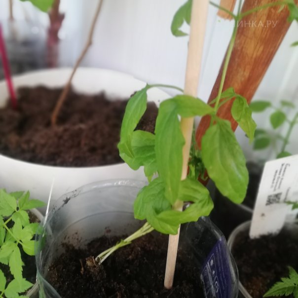 превью изображения отзыва