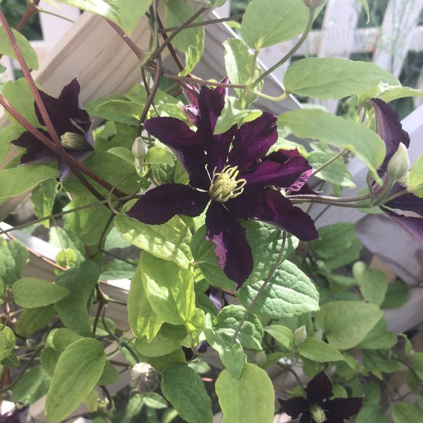 превью изображения отзыва