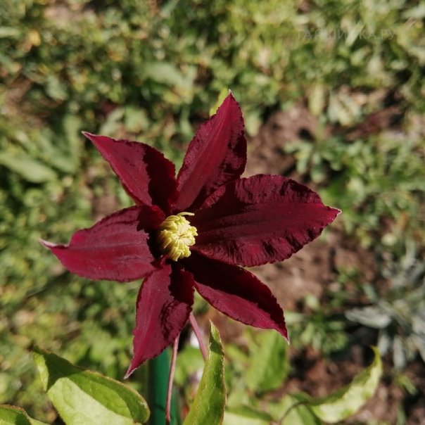 превью изображения отзыва