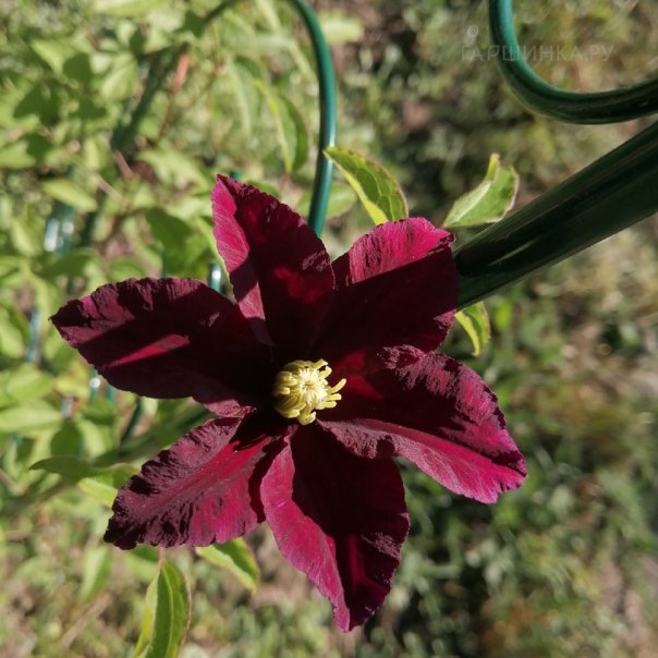 превью изображения отзыва