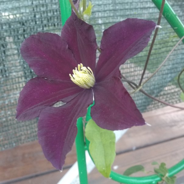 превью изображения отзыва