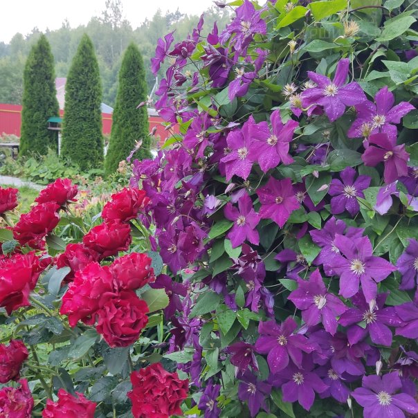 превью изображения отзыва