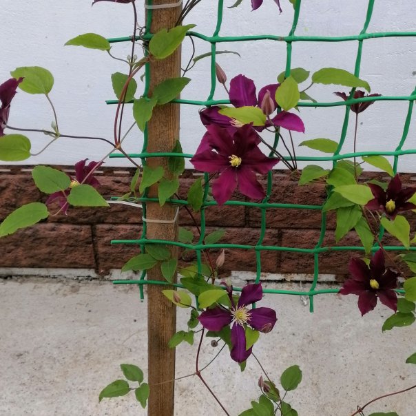 превью изображения отзыва