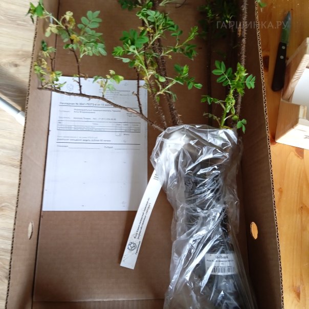 превью изображения отзыва