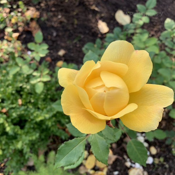 превью изображения отзыва