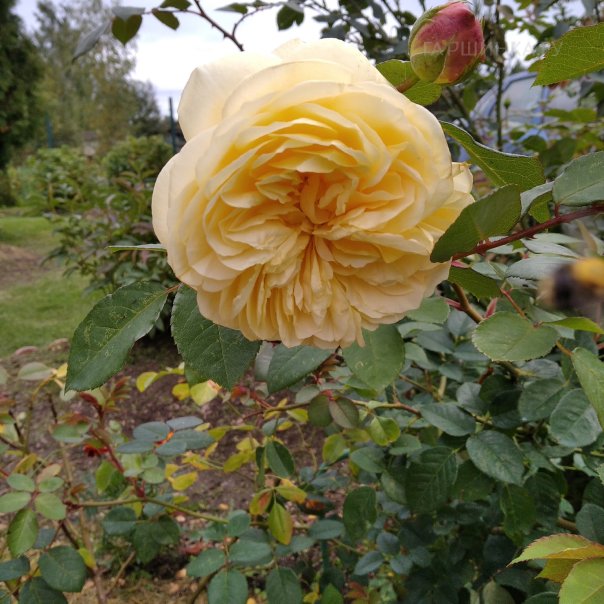 превью изображения отзыва