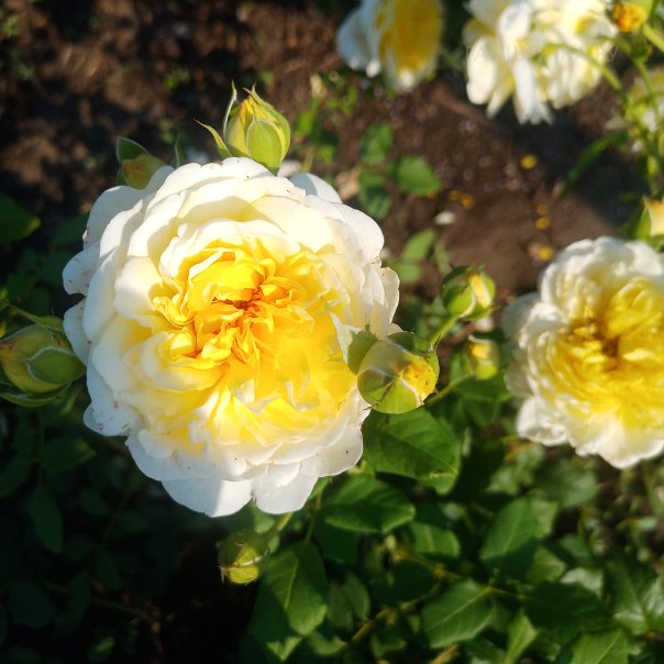 превью изображения отзыва