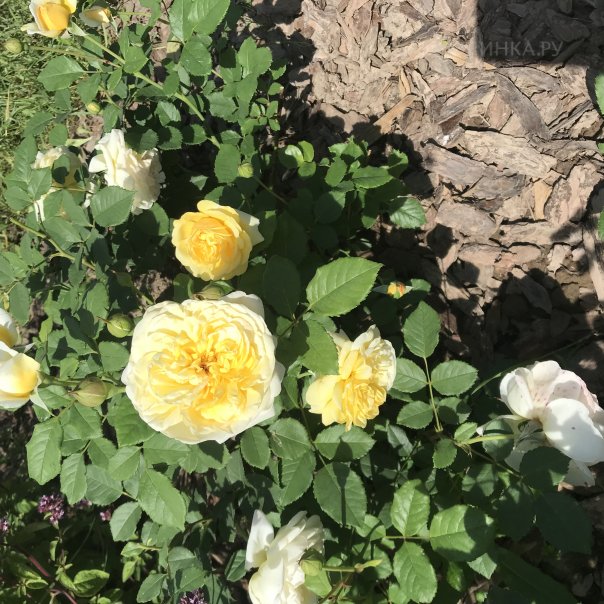 превью изображения отзыва