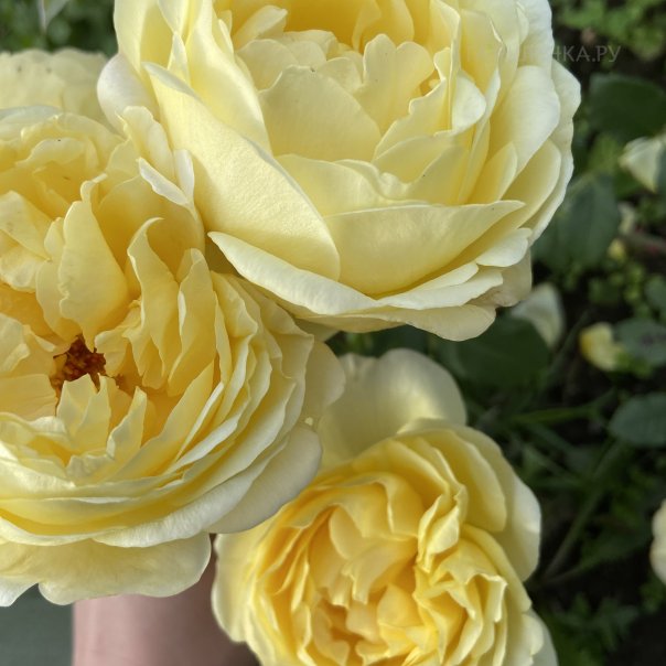 превью изображения отзыва